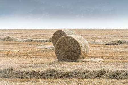 Straw bales on farmland in the sunsetの写真素材