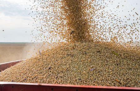 Pouring soy bean into tractor trailerの写真素材