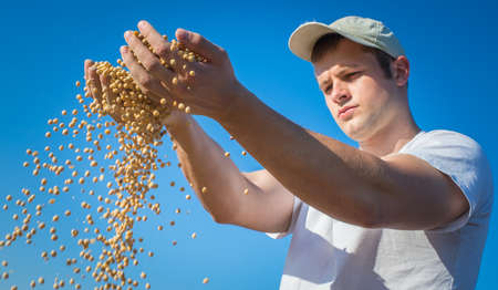 Worker holding soy beans after harvestの写真素材