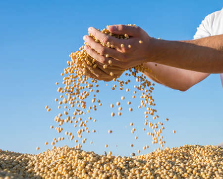 ripe soybeans after harvestの写真素材