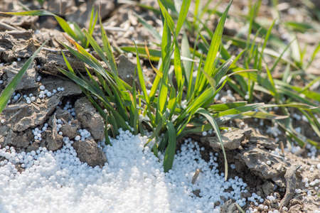 Fertilizing in young wheat