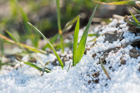 Fertilizing in young wheat