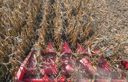 Harvesting of corn field