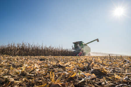 Harvesting of corn fieldの写真素材