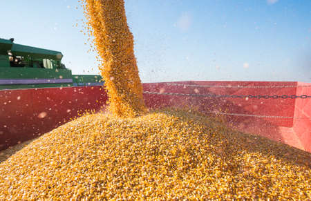 Harvesting of corn field in autumn