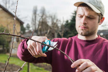 young man trimming trees with secateursの写真素材