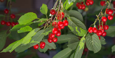 Red cherries on the branch