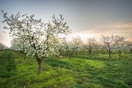Blossoming apple garden in springの写真素材