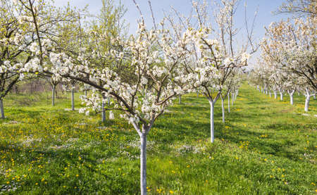 Blossoming  plum garden in springの写真素材