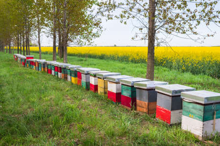 hive in a field of rapeseedの写真素材