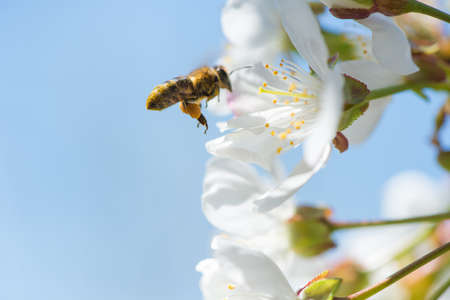 bee in blossoming cherry treeの写真素材