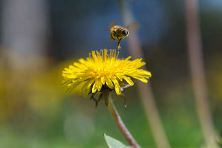 bee in flower blossoming dandelionの写真素材