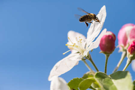 bee in blossoming apple treeの写真素材