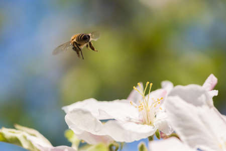 bee in blossoming apple treeの写真素材