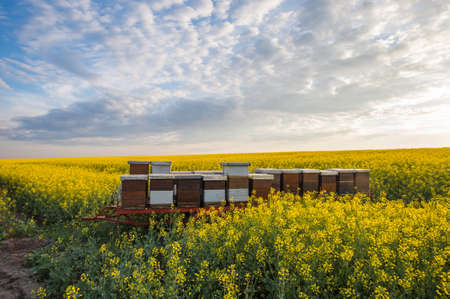 Apiary in the field of rapeseedの写真素材