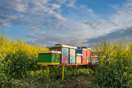 Apiary in the field of rapeseedの写真素材