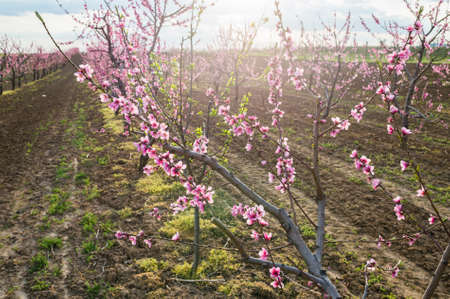 blooming peach orchard in springの写真素材