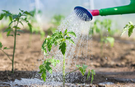 Watering seedling tomato in Greenhouseの写真素材