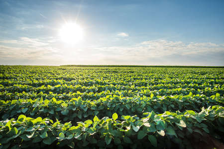 Soybean Field Rows in summerの写真素材