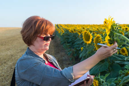 Agricultural expert inspecting quality of sunflowerの写真素材