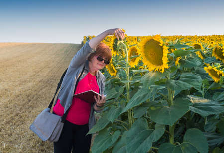 Agricultural expert inspecting quality of sunflowerの写真素材