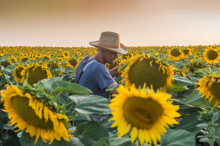 Farmer in a field of sunflowersの写真素材