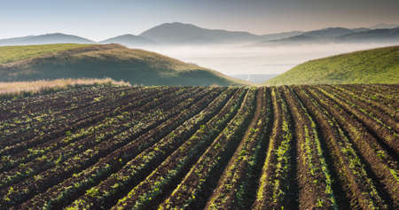 Landscape with a potato field