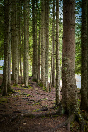 Natural Spruce Tree Forestの写真素材