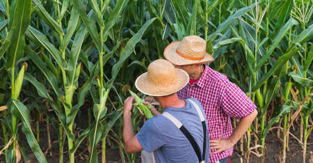 Farmers in a field of cornの写真素材