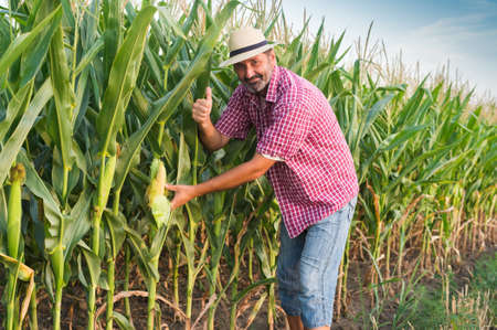 Farmer in a field of cornの写真素材