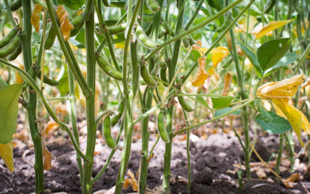 Soybeans field closeup in summerの写真素材
