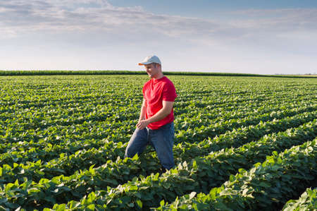 Young farmer in soybean fields
