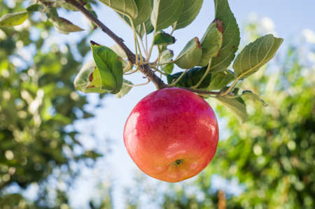 Red apple on apple tree branchの写真素材