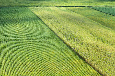 Rows of corn and soybeans in summer