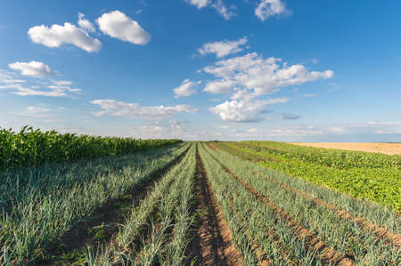 Agricultural field with onion in spring