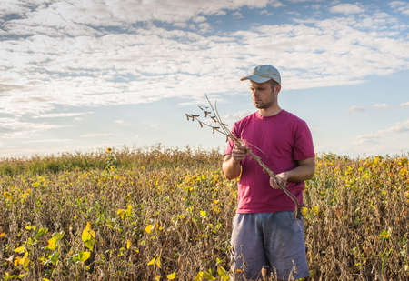 Young farmer in soybean fieldsの写真素材