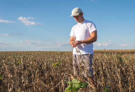 Young farmer in soybean fields