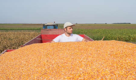 Worker looking corn after harvestの写真素材