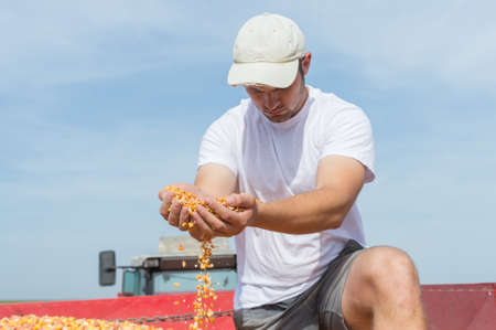 Worker holding corn after harvestの写真素材