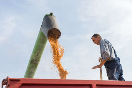 Corn harvest on a farmlandの写真素材