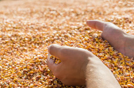 Man hands with grain cornの写真素材