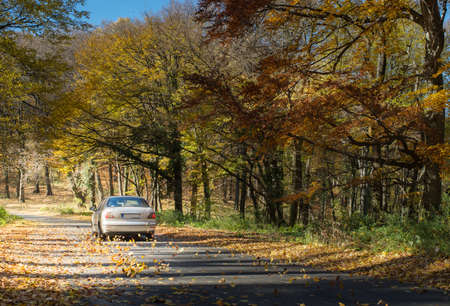 Pathway through the autumn forest in morningの写真素材