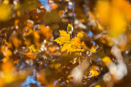 beautiful colorful autumn leaves in the park