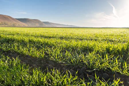 Young wheat field in the morningの写真素材