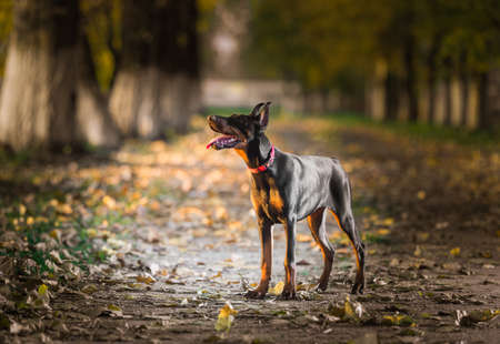 Portrait of a doberman pinscher puppyの写真素材