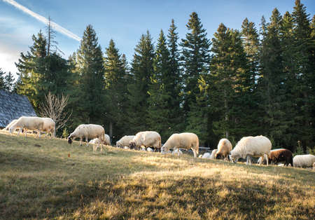 Flock of sheep grazing in a hill at sunset.の写真素材