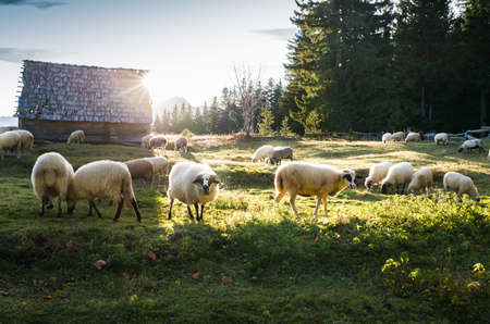 Flock of sheep grazing in a hill at sunset.の写真素材