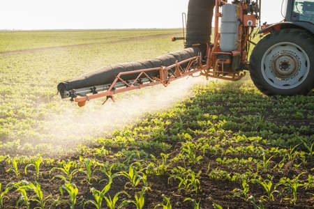 Tractor spraying pesticides on soy beanの写真素材
