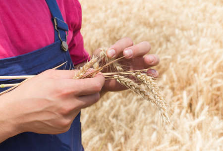 Young farmer in wheat fieldsの写真素材
