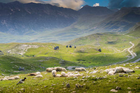 sheep on mountains meadow in National Park Durmitorの写真素材